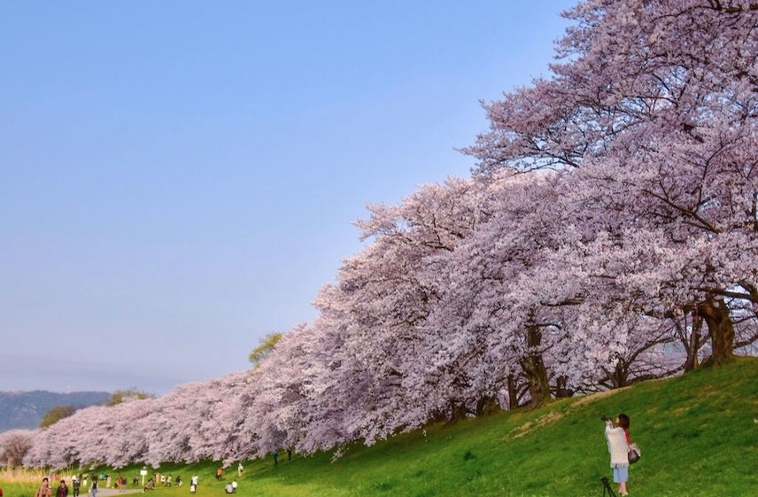 30-京都櫻花秘境