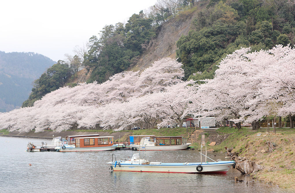 42-琵琶湖櫻花