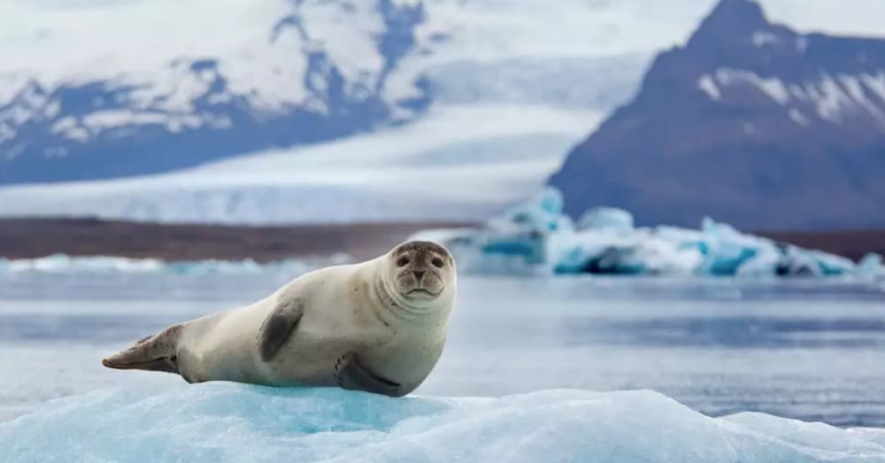 冰島冰河湖海獅