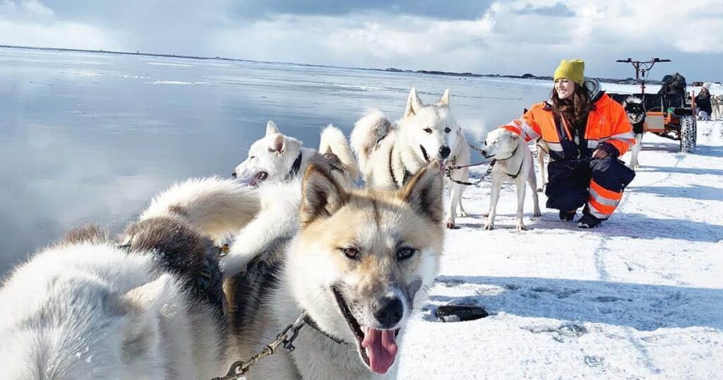 冬季冰島小團旅遊狗拉雪橇