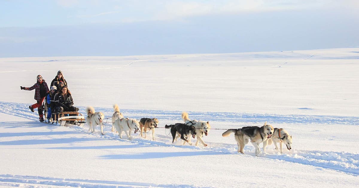 冬季冰島小團旅遊狗拉雪橇