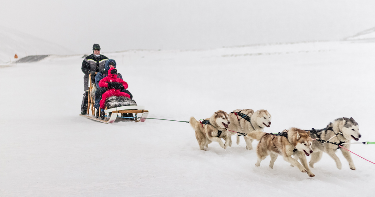 冰島蜜月狗拉雪橇探索