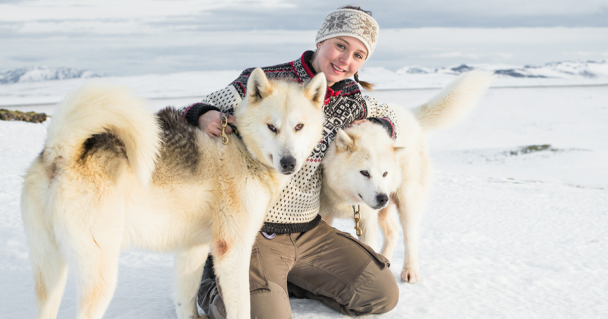 冰島蜜月狗拉雪橇旅程