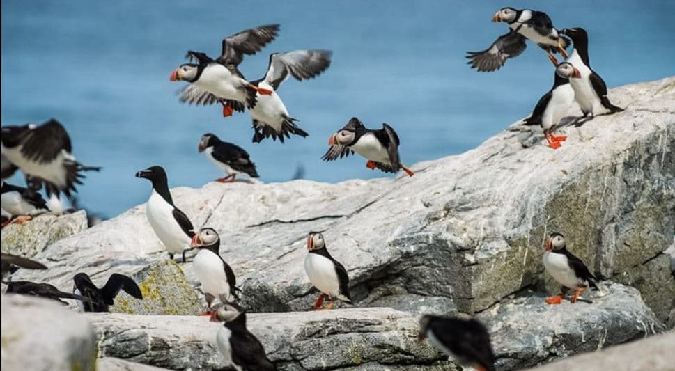 冰島Puffin鳥季節