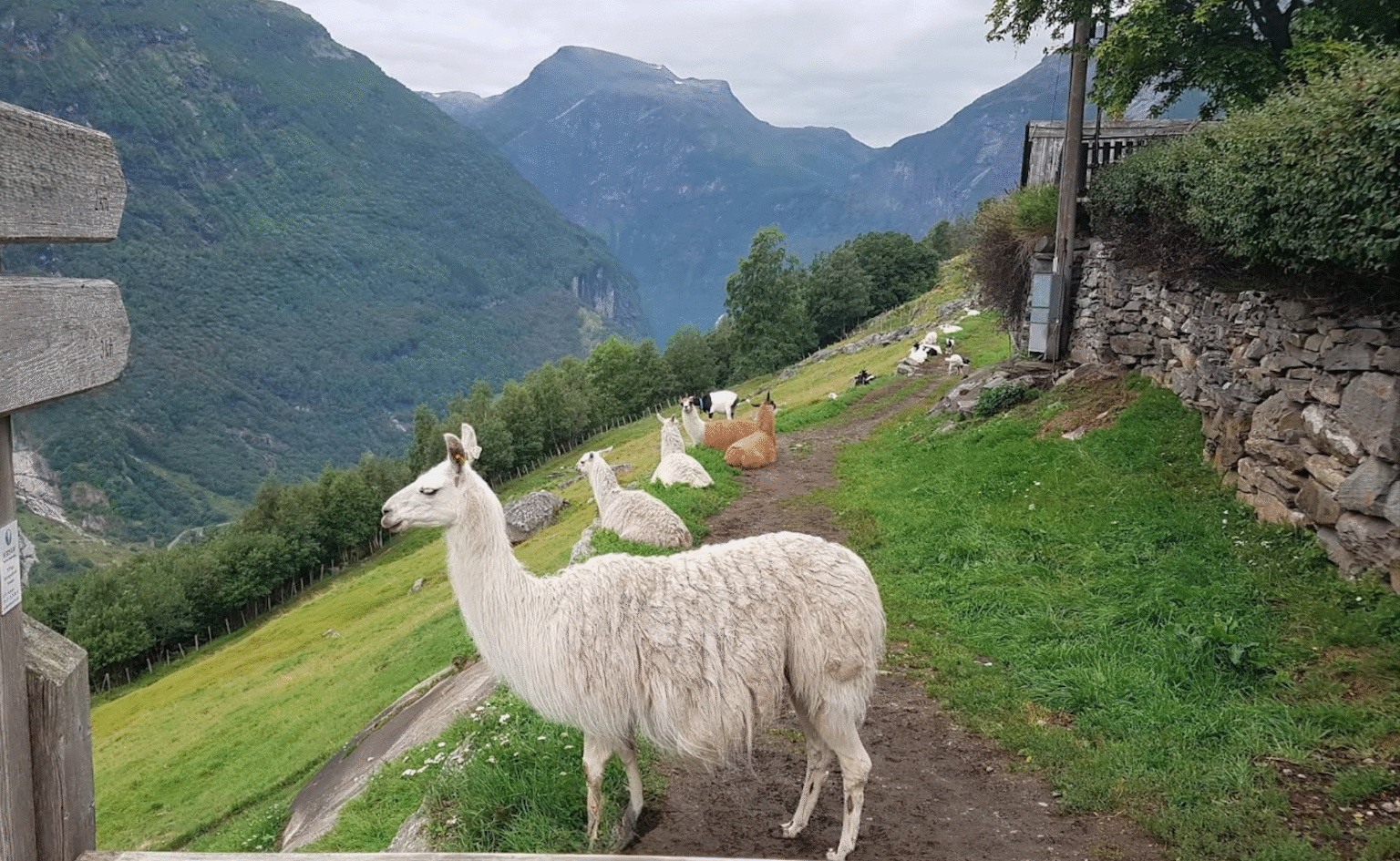 31北歐秘境農場餐廳