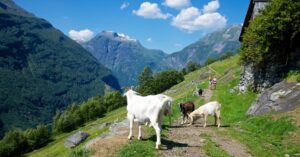 D8-2挪威山羊農場