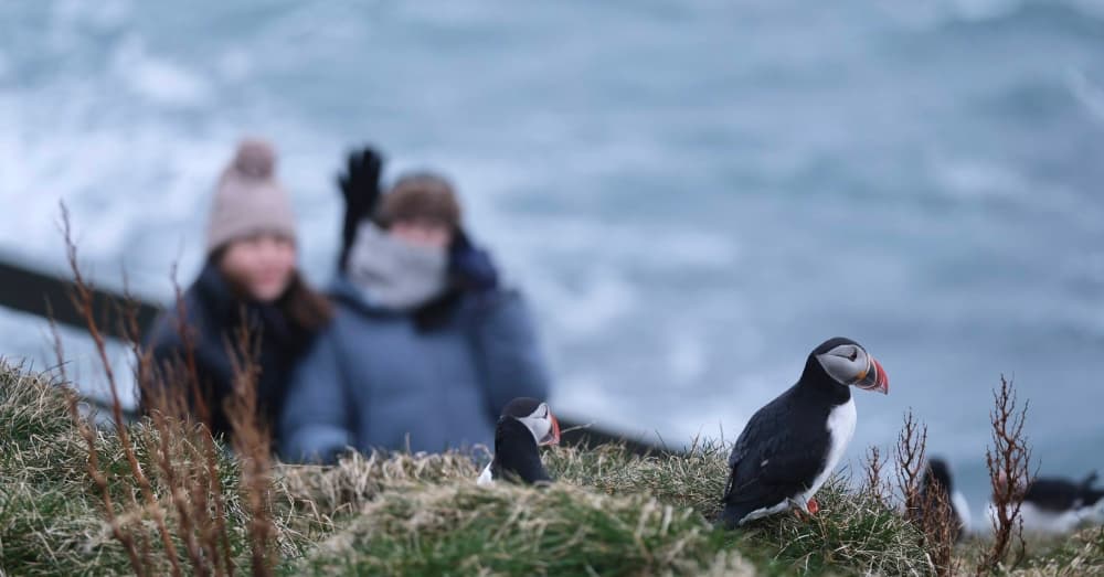D5-3 冰島東部海鸚秘境合照