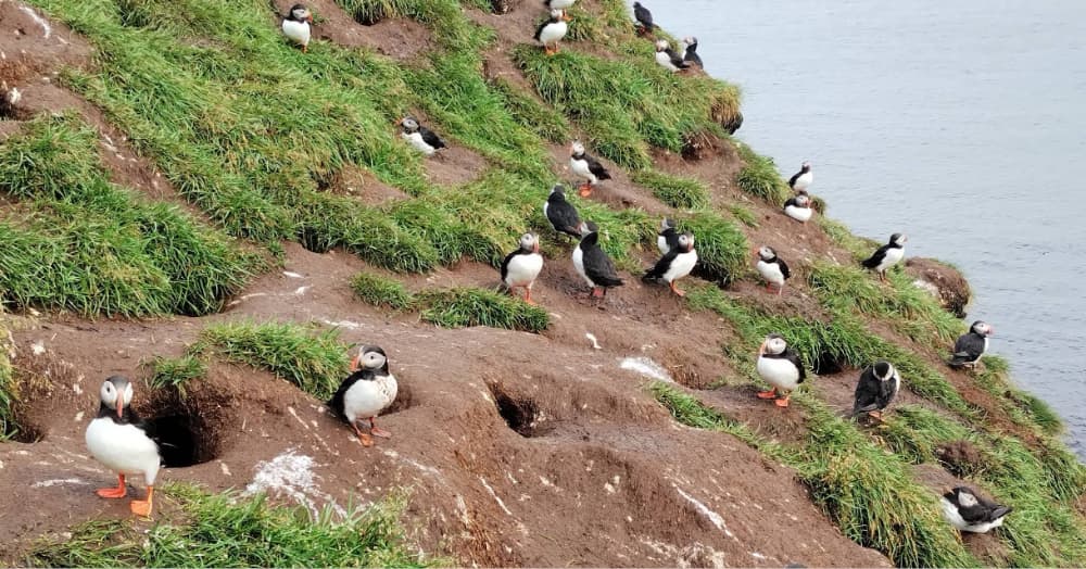 D5-4 冰島夏季海鸚秘境